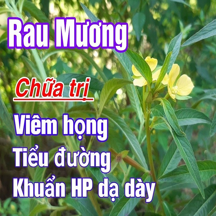 Rau Mương tươi  1kg khuẩn hp Dạ dày hỏa tốc 1h nhận hàng
