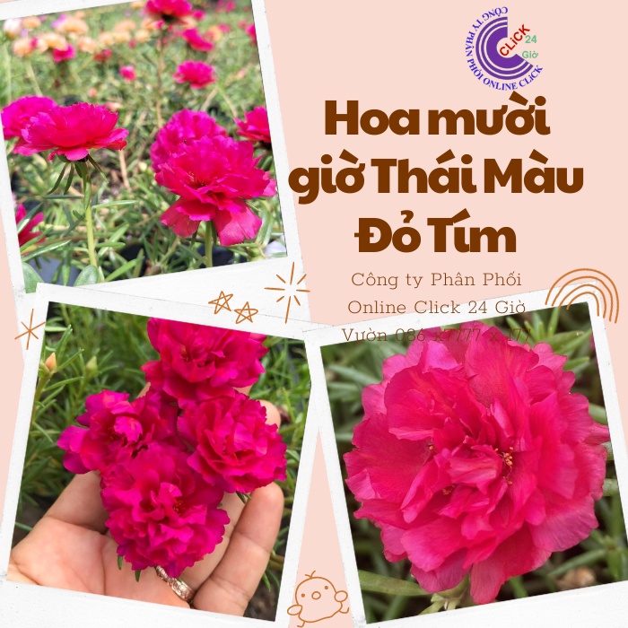 Cành Giống Hoa Mười Giờ Thái Kép Màu Đỏ Yên Chi Siêu Đẹp Lạ 0867777377