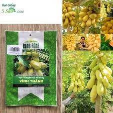 5h hạt giống đủ đủ vàng quả dài siêu ngọt