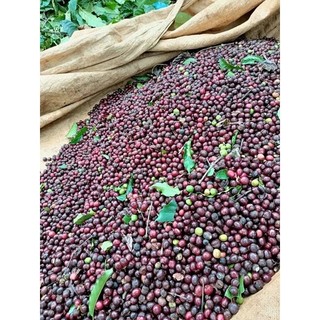 cà phê Robusta nhà trồng