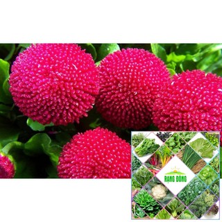 Gói 100 hạt giống hoa cúc anh màu đỏ