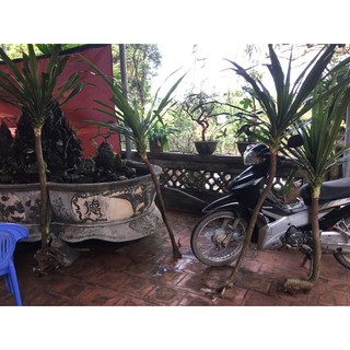Cây phát tài núi trồng sân vườn, tiểu cảnh trồng trong nhà