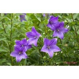 hạt giống hoa cát cánh 100 hạt