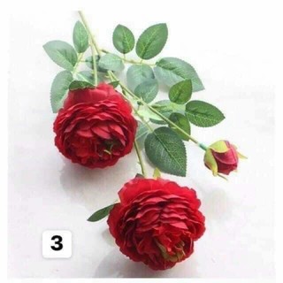 Hoa trà 2 bông 1 nụ