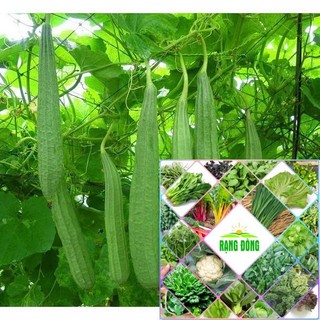 Hạt giống mướp khía 10 hạt HAT F1