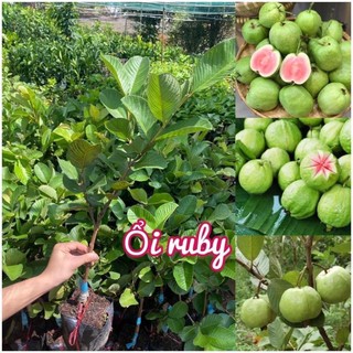 Cây Ổi Ruby Ruột Đỏ Thái Lan