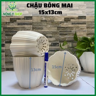 Chậu nhựa trắng 15x13 cm, Chậu mai trắng, chậu bông mai, chậu nhựa cứng, chậu nhựa trắng trồng hoa , xương rồng
