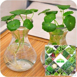40 hạt giống cỏ may mắn trồng nước và ở trên cạn