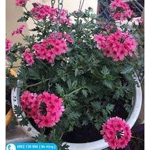 Hạt giống hoa cúc indo ( cúc vân anh ) 50 hạt