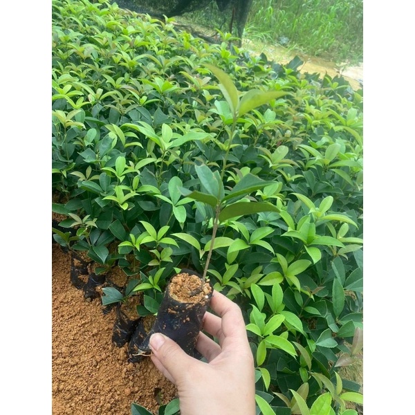 Cây mộc ta giống - cây mộc hương hoa rất thơm