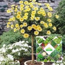 Gói 50 hạt giống cúc thân gỗ