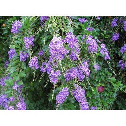 CÂY GIỐNG HOA CHUỖI NGỌC THÁI [GHN Express]