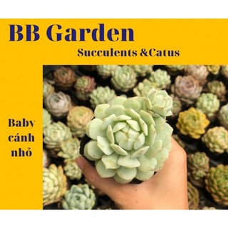 Sen đá baby lá nhỏ