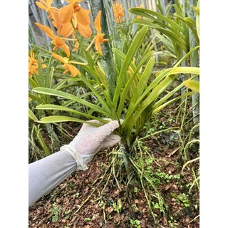Mokara vàng nến cây con 20-30cm