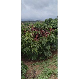 cà phê Robusta nhà trồng