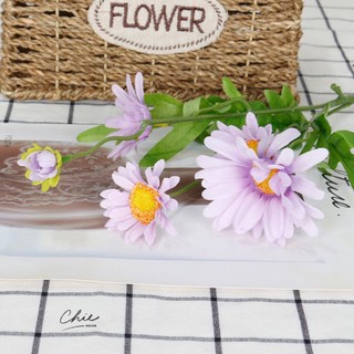 Cúc họa mi decor phòng cực xinh