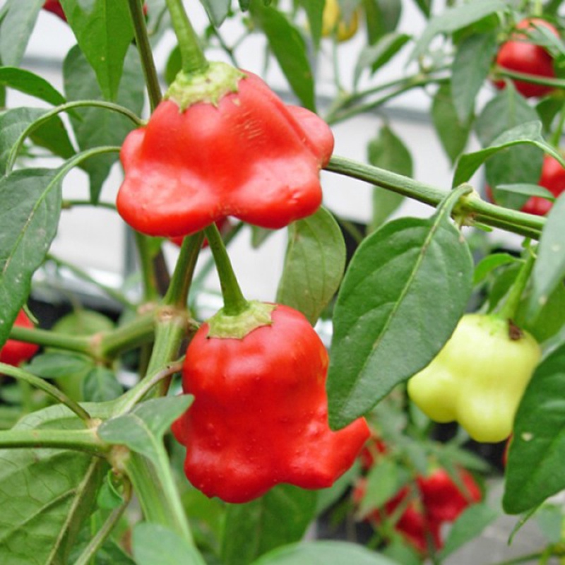30 hạt giống ớt hoa hồng