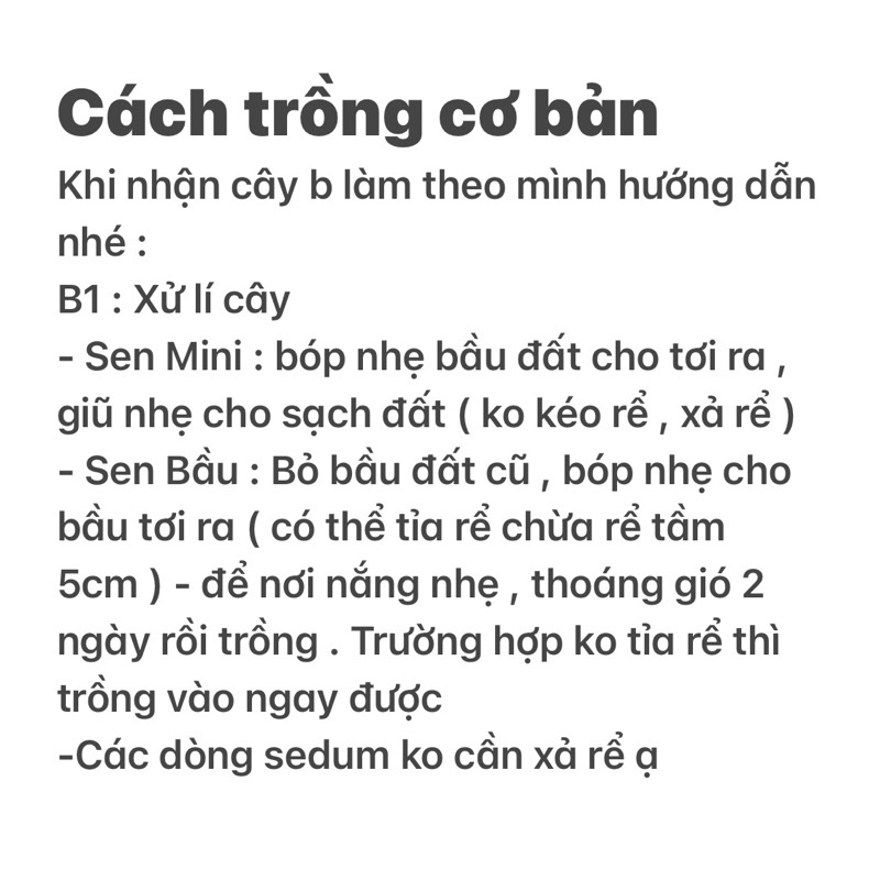 Sen Đá Sỏi Kẹo Mini - có mùi thơm