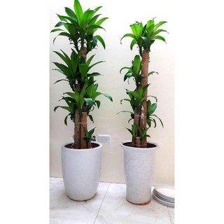 [Shop_huan_hoa_hong]CHẬU CÂY THIẾT MỘC LAN GÉP 3 THÂN