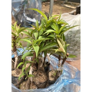 Đào Bích,Đào Phai( cây giống) 20-25cm