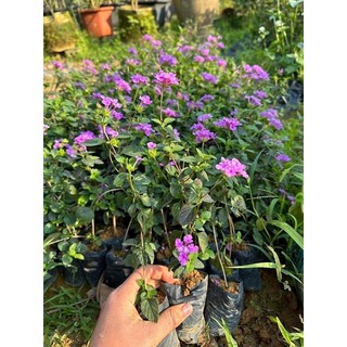 Hoa ngũ sắc rủ