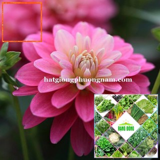 50H - HẠT GIỐNG HOA THƯỢC DƯỢC Hạt Giống Nông Trại Xanh THE GARDEN