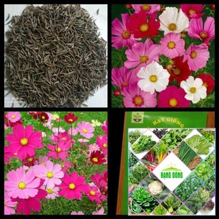 100 hạt giống cúc cánh bươm nhiều màu