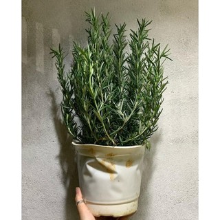 Cây hương thảo Mix chậu