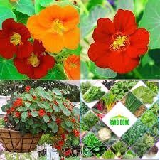 Gói 10 hạt giống hoa sen cạn nhiều màu HAT F1