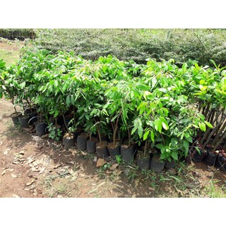 Cây giống Nhãn Xuồng Tím. [ FREESHIP EXTRA + HOÀN XU EXTRA ]