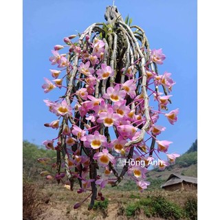 Lan long tu đá - hoa tím hồng, dễ trồng, sai hoa