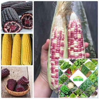 40 hạt giống ngô 7 màu