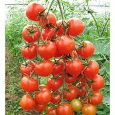50 hạt giống cà chua bi chùm đỏ