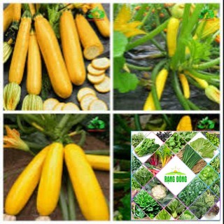 Gói 15 hạt giống bí ngòi vàng