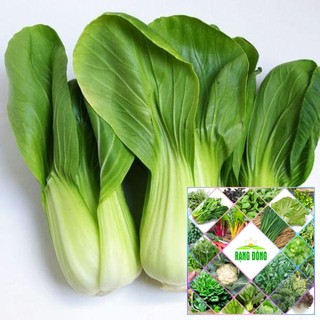 5 gram hạt giống rau cải chip