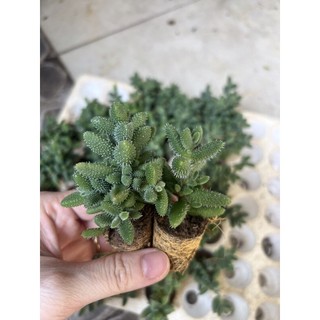 Sen đá mặt nạ lông size vĩ - sen đá đà lạt giá rẻ