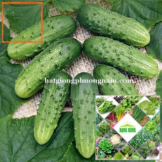 20H - HẠT GIỐNG DƯA CHUỘT CHÙM SIÊU TRÁI Hạt Giống Nông Trại Xanh THE GARDEN