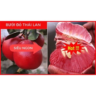 CÂY GIỐNG BƯỞI ĐỎ THÁI LAN [ CÂY GHÉP CHO QUẢ SỚM ] (Hoàn Xu Xtra+...)