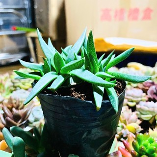 SEN ĐÁ CỎ NGỌC |SIZE BẦU| lỗi 1 đổi 1