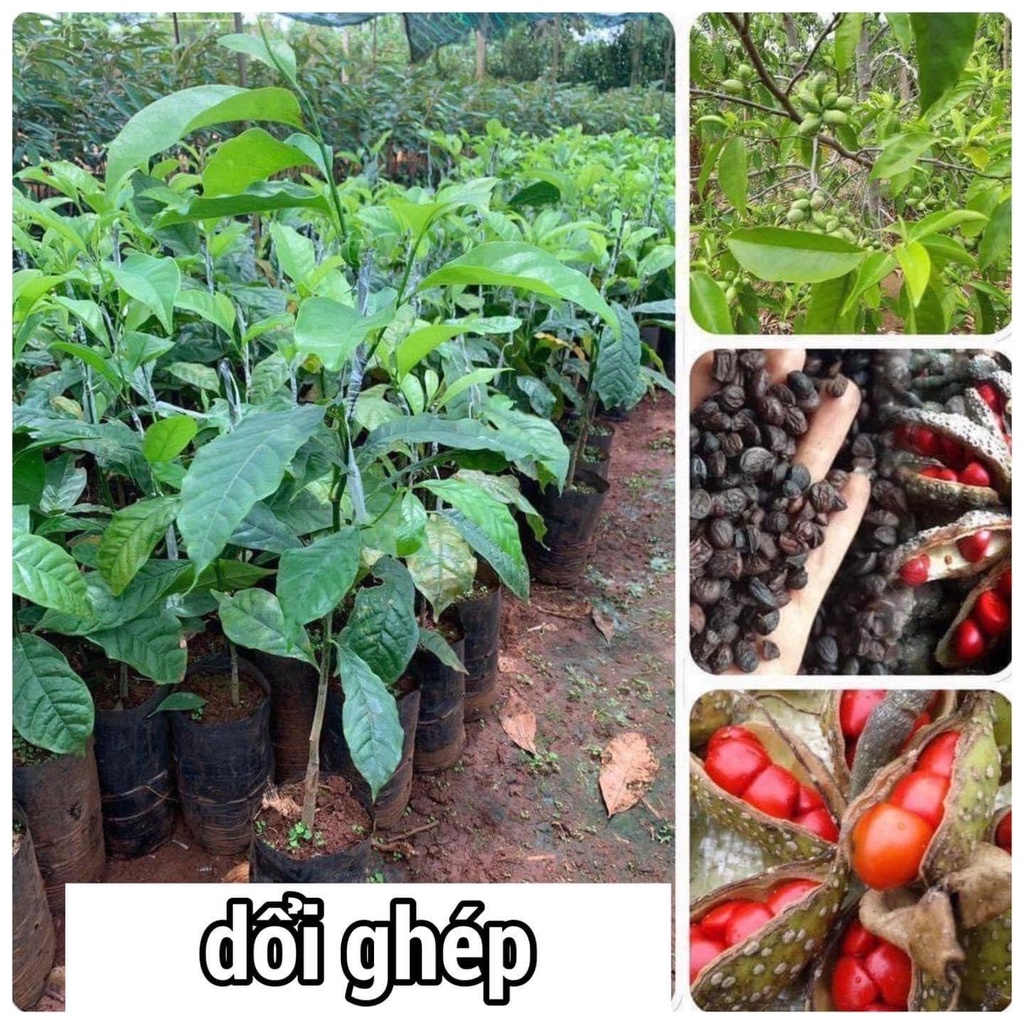 CÂY GIỐNG DỔI GHÉP