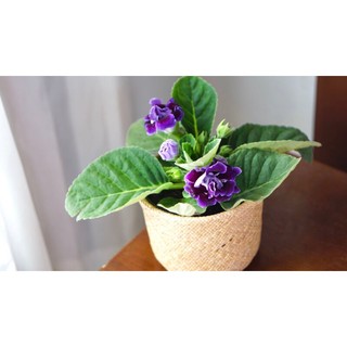 hạt giống hoa tử la lan 50 hạt