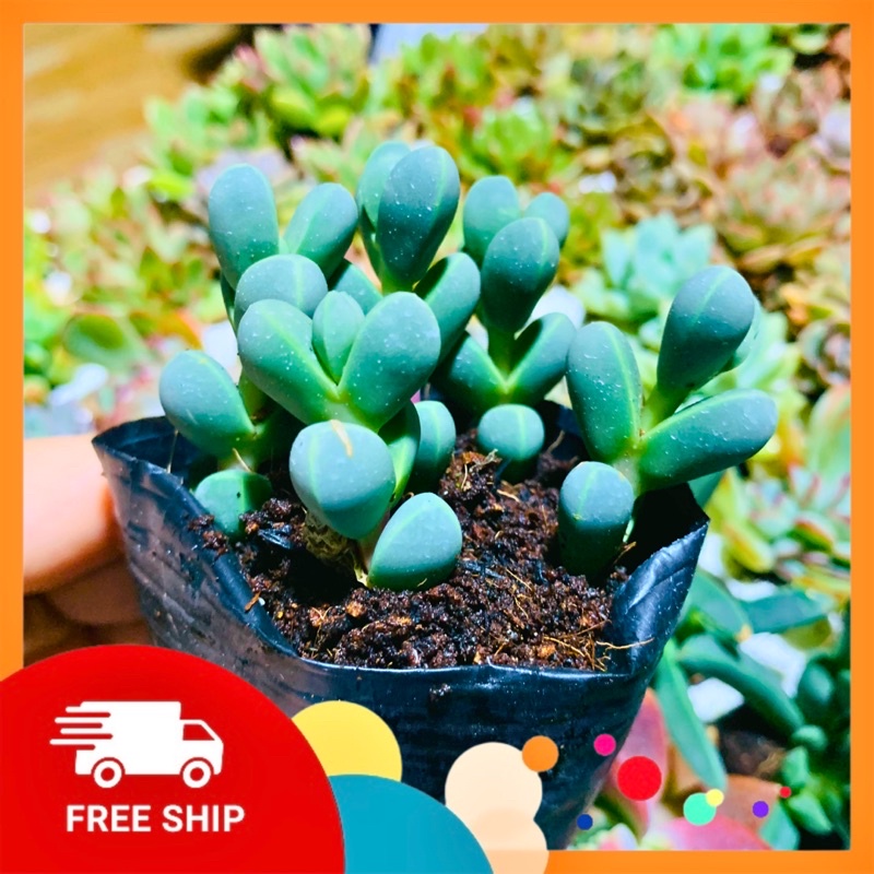 SEN ĐÁ TIM| SIZE BẦU| LỖI 1 ĐỔI 1