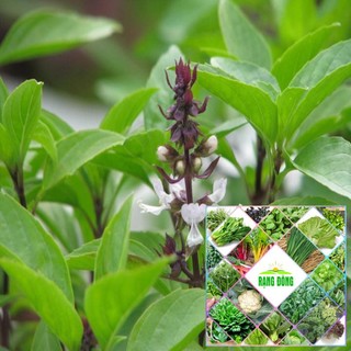 Gói 200 hạt giống húng quế