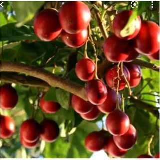 Cây cà chua thân gỗ