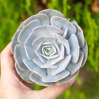 Sen đá đất hồng 9-11cm - Vườn sen đá