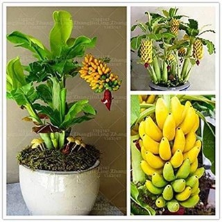 chuối cảnh mini