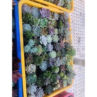 Sen đá size nhỏ 6cm combo 11 cây 99k