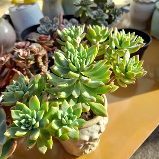Sen đá bụi thụ, hàng nhập Trung