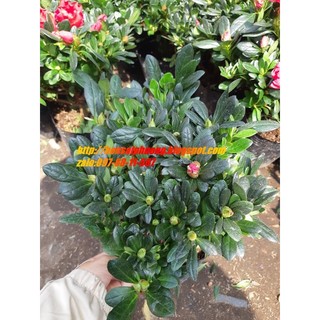 Hoa đỗ quyên NHIỀU MÀU