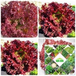 5 gr Hạt giống xà lách xoăn xanh